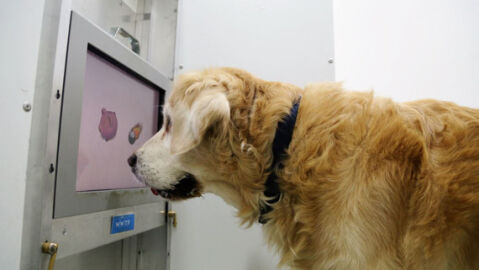 Juegos de pantalla táctil para ejercitar el cerebro de los perros mayores Juegos de pantalla táctil para ejercitar el cerebro de los perros mayores
