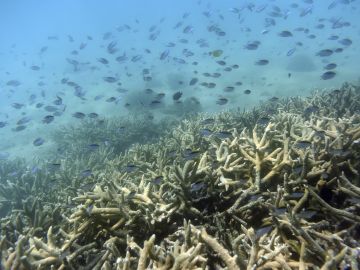 Australia pierde casi todos sus arrecifes de crustáceos 
