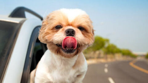 Perro en coche