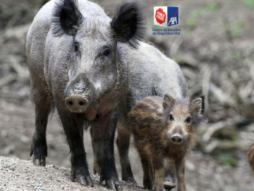 Aumenta hasta el 35% el n&uacute;mero de accidentes de tr&aacute;fico provocados por jabal&iacute;es