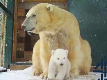 Nace el primer oso polar en cautividad en Reino Unido tras 25 años