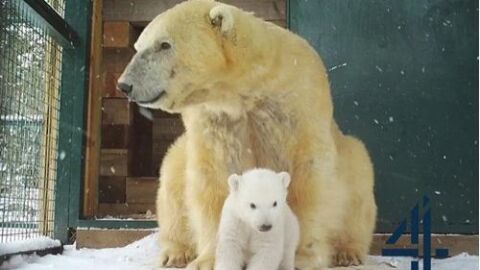 Nace el primer oso polar en cautividad en Reino Unido tras 25 a&ntilde;os