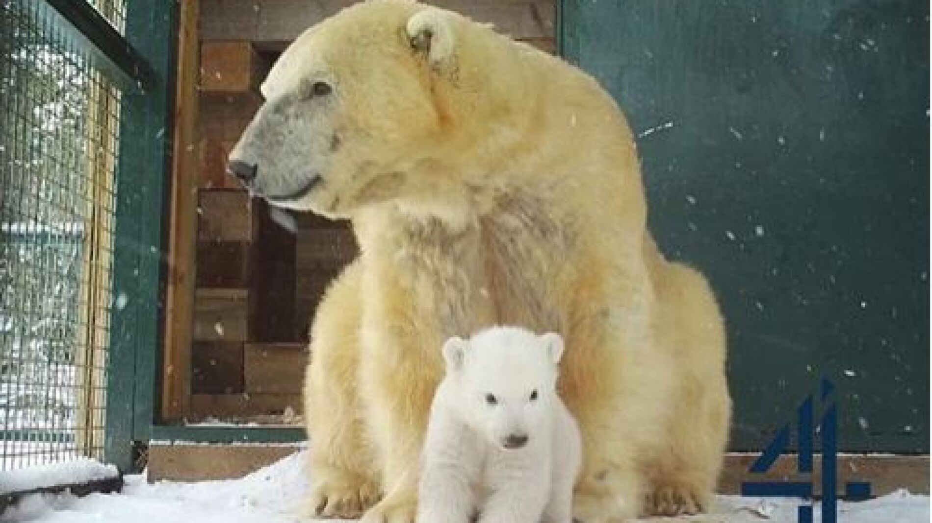 Nace el primer oso polar en cautividad en Reino Unido tras 25 años
