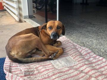  Un perro se niega a abandonar el hospital donde su dueño falleció 