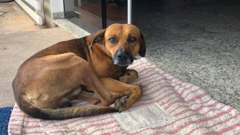 Un perro se niega a abandonar el hospital donde su dueño falleció Un perro se niega a abandonar el hospital donde su dueño falleció