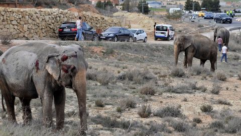 Uno de los elefantes que result&oacute; herido tras volcar el cami&oacute;n