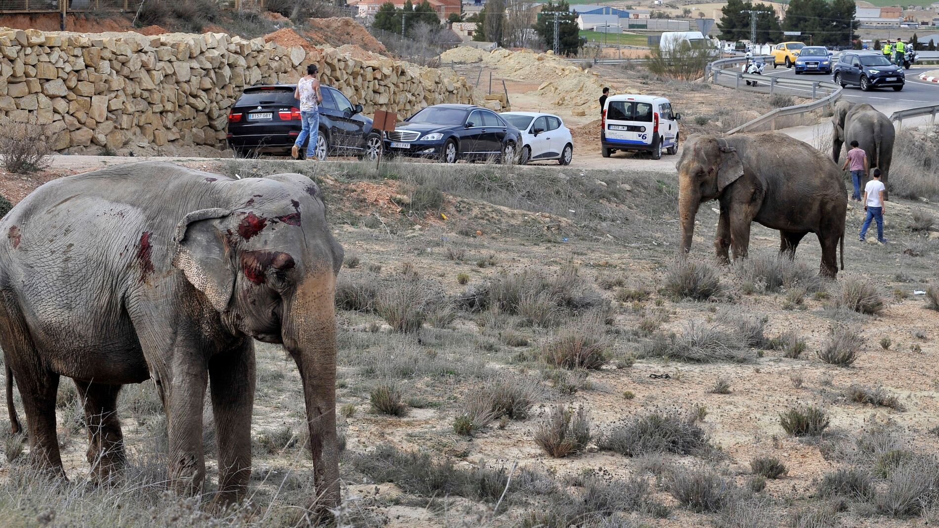 Uno de los elefantes que resultó herido tras volcar el camión