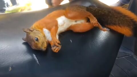 Un hombre salva la vida de una ardilla gracias a una reanimación cardiopulmonar Un hombre salva la vida de una ardilla gracias a una reanimación cardiopulmonar