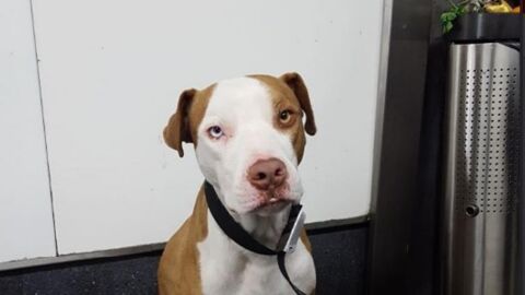 Perro adoptado por el polic&iacute;a