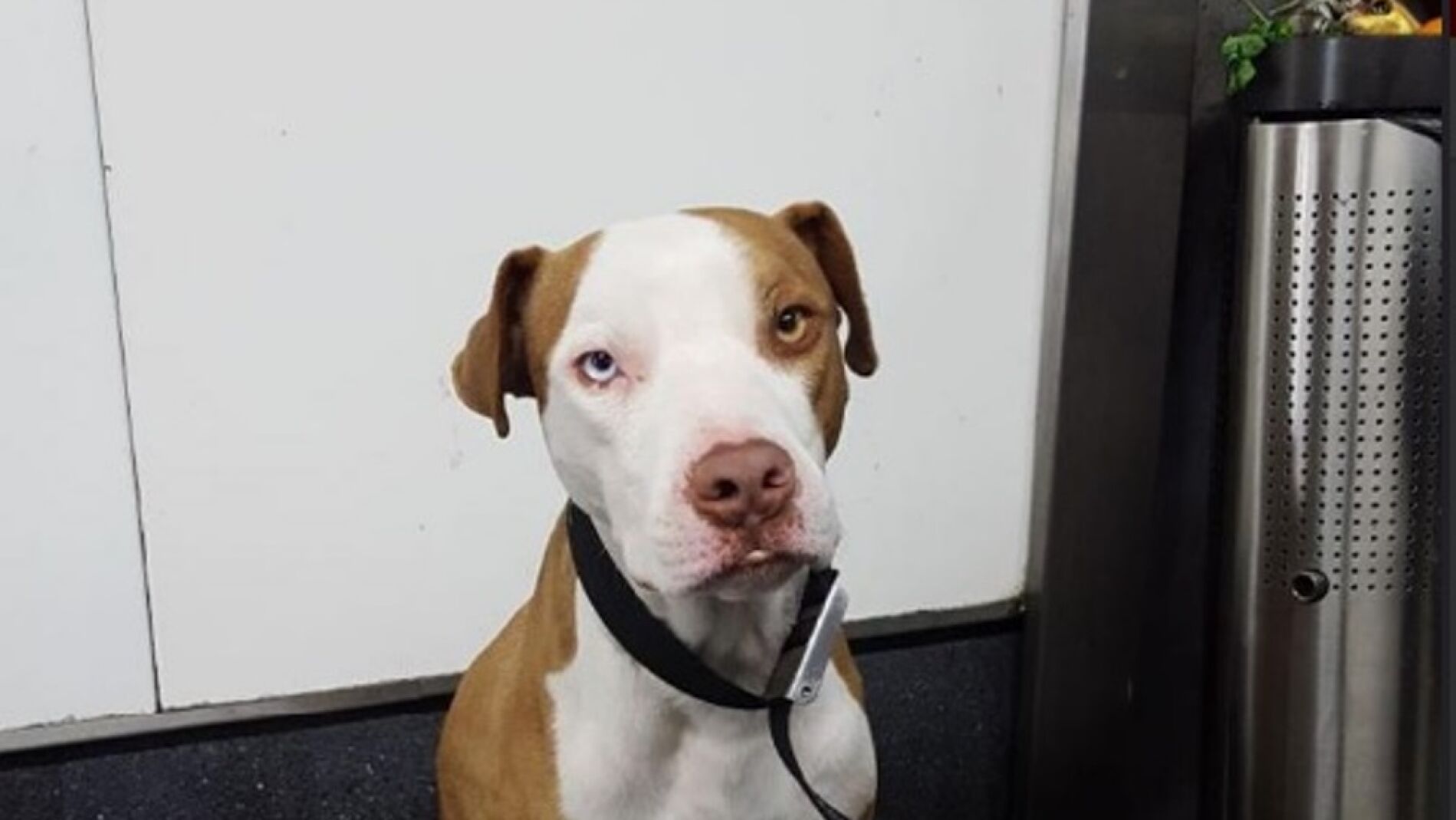 Perro adoptado por el policía