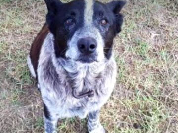 Un perro sordo y medio ciego protege a una niña perdida en un bosque australiano durante toda la noche