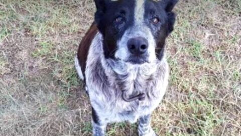 Un perro sordo y medio ciego protege a una ni&ntilde;a perdida en un bosque australiano durante toda la noche