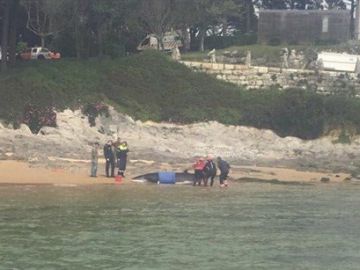 Liberada al mar una ballena en Santander 