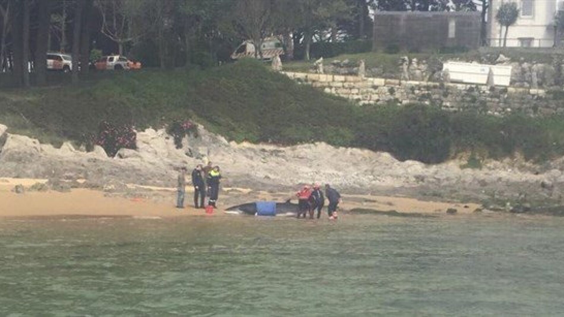 Liberada al mar una ballena en Santander 