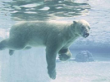 Muere Inuka, el único oso polar nacido en el trópico