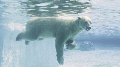 Muere Inuka, el único oso polar nacido en el trópico Muere Inuka, el único oso polar nacido en el trópico