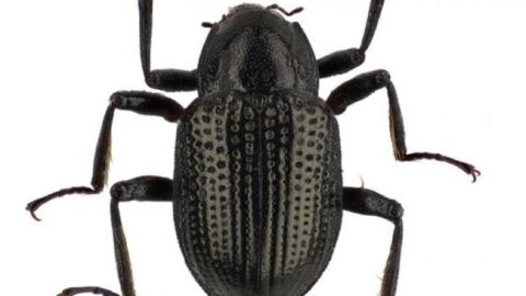 Nueva especie 'Grouvellinus leonardodicaprioi' Nueva especie 'Grouvellinus leonardodicaprioi'