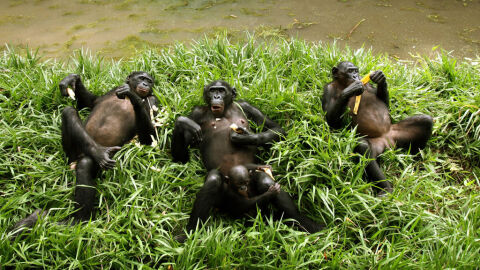 Chimpancé en un nido Chimpancé en un nido