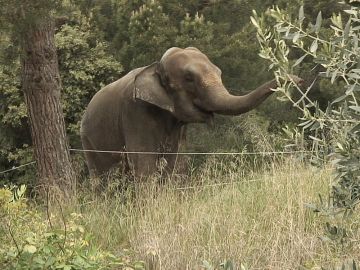 Dumba, una elefanta que vive en un jardín de una casa a 25 kilómetros de Barcelona 