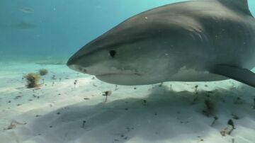 Alerta en América: Tiburones - Capítulo 1