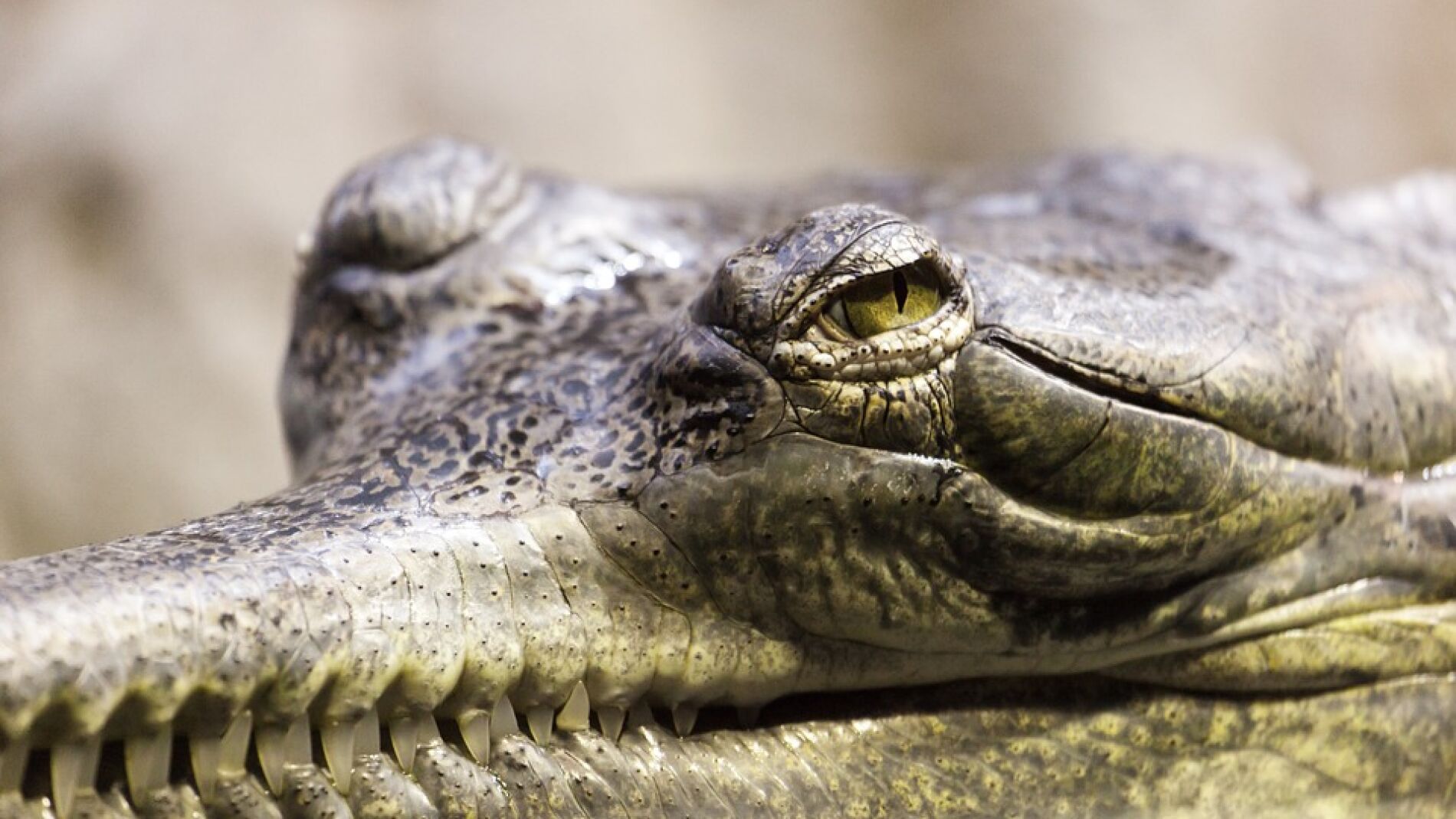 España es 'clave' en el tráfico ilegal de especies que amenaza a la biodiversidad