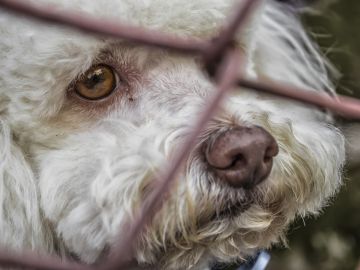  'Vacaciones para todos', la nueva campaña de la Comunidad de Madrid en contra del abandono de mascotas en verano