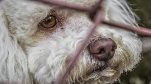 'Vacaciones para todos', la nueva campaña de la Comunidad de Madrid en contra del abandono de mascotas en verano #MIMASCOTASIEMPRECONMIGO