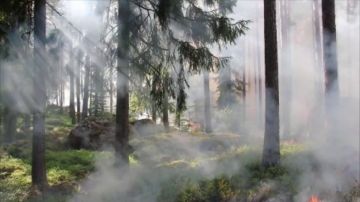 Consejos para prevenir los incendios forestales