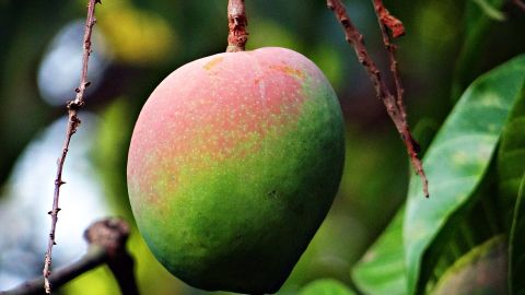 LA FRUTA TROPICAL POR EXCELENCIA 