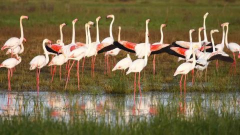 Los mejores sitios para ver flamencos en Espa&ntilde;a