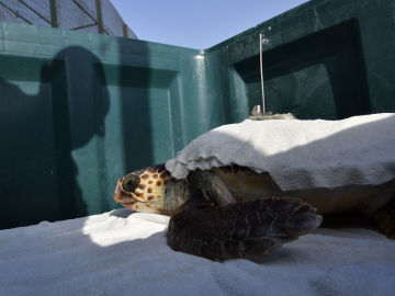  Benjamín, la tortuga boba, vuelve sin una aleta al Mediterráneo después de dos años