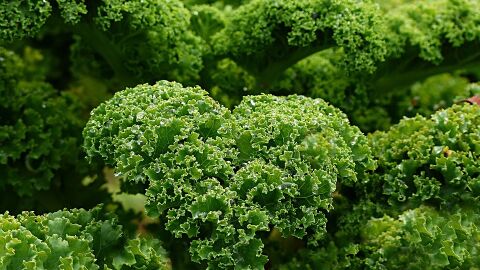 ¿Qué es el kale y por qué está tan de moda? UNA TENDENCIA SALUDABLE