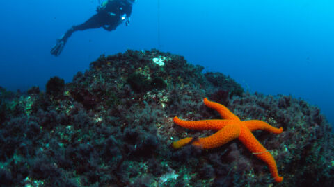 Los mejores lugares para practicar surf, paddle-surf o buceo en la costa vasco-francesa 