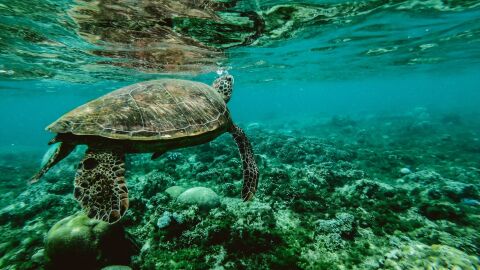 Solo un 13 de los oceanos del mundo permanece salvaje Solo un 13 de los oceanos del mundo permanece salvaje