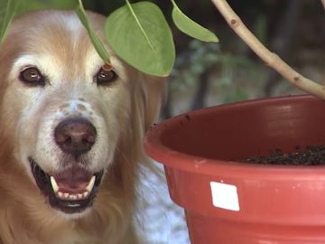 Las casas de acogida, fundamentales para que los animales abandonados encuentren un nuevo hogar 