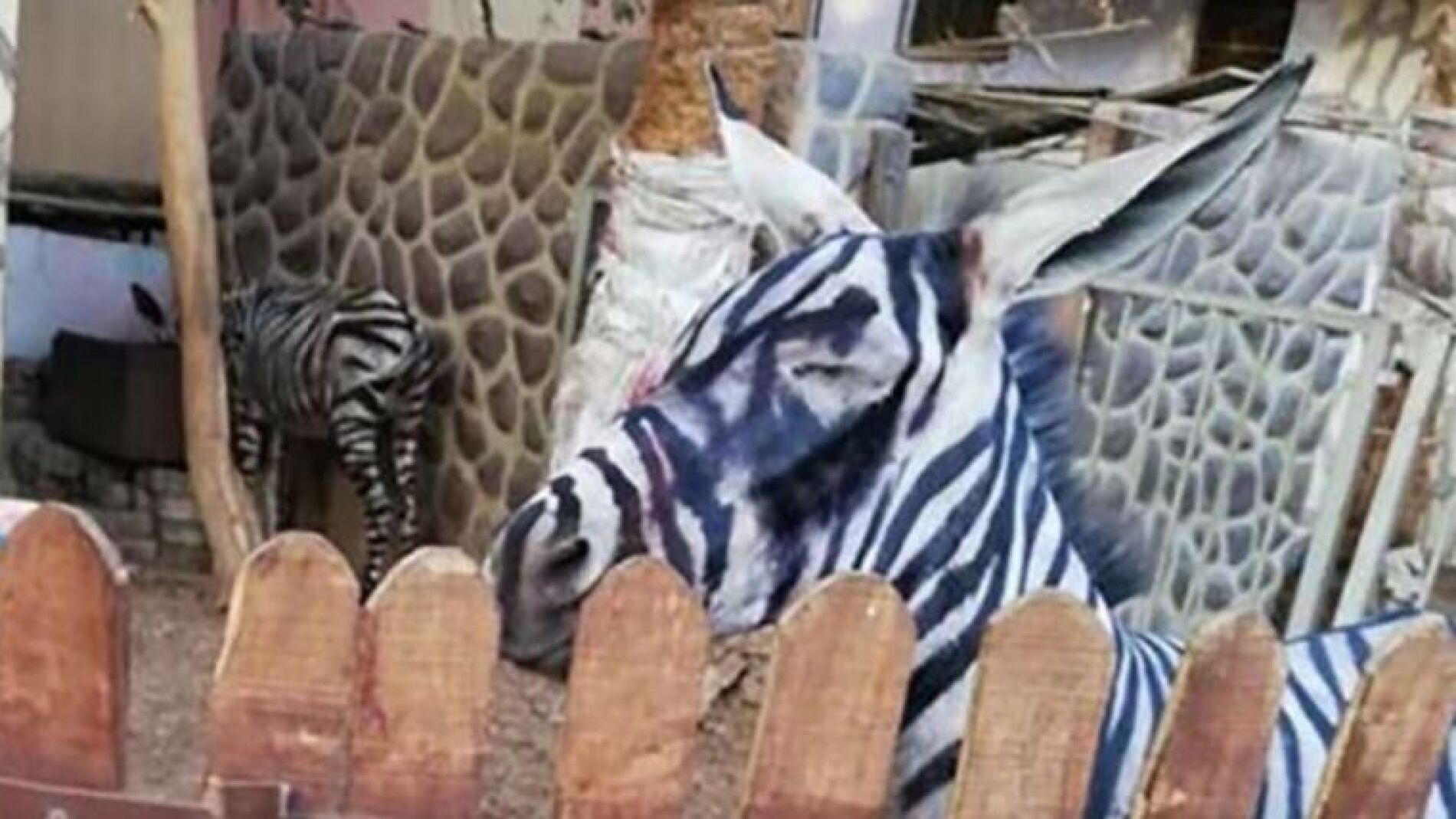 ¿Es un burro o una cebra?