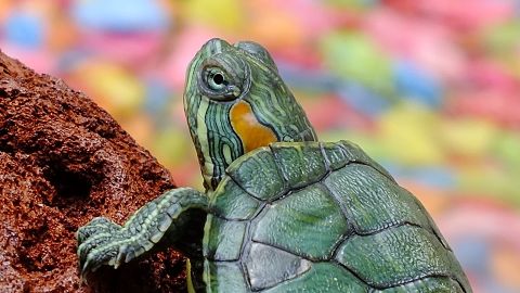 ¿Por qué no debes pintarle el caparazón a las tortugas? SE PONE EN RIESGO SU SALUD