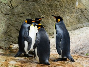 La mayor colonia del pingüino rey presenta un declive muy drástico