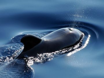 Descubren Wolphin, un nuevo mamífero híbrido de ballena y delfín 