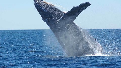 Los cetáceos cuentan con su propia área marina protegida en el Mediterráneo ESPAÑA SUPERA EL 12% DE SUS AGUAS MARINAS PROTEGIDAS