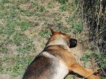 Kaos, el perro que se convirtió en un héroe en el terremoto de Italia