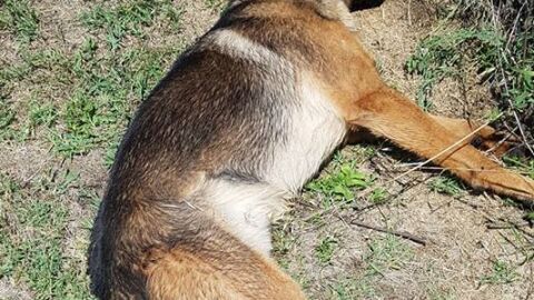 Kaos, el perro que se convirti&oacute; en un h&eacute;roe en el terremoto de Italia