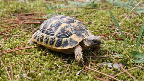 Diez claves para que no te conviertas en cómplica del tráfico de especies en tus vacaciones STOP TRÁFICO DE ANIMALES Y PLANTAS SILVESTRES