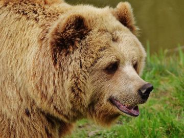 Zaragoza coloca una placa en recuerdo de los animales maltratados en su minizoo 