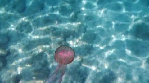 Las medusas del Mediterráneo están estresadas por el calor y son más urticantes Las medusas del Mediterráneo están estresadas por el calor y son más urticantes