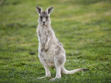 Australia autoriza disparar a los canguros debido a la extrema sequía 