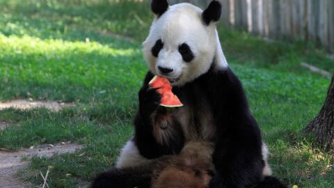 El Zoo Aquarium de Madrid reparte polos a los animales para combatir la ola de calor El Zoo Aquarium de Madrid reparte polos a los animales para combatir la ola de calor