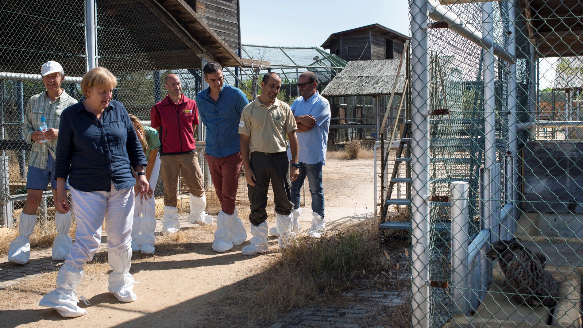 Merkel y Pedro Sánchez visitan al lince ibérico en su parada por el Parque Nacional de Doñana