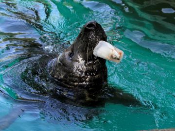 El Zoo Aquarium de Madrid reparte polos a los animales para combatir la ola de calor