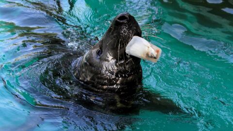 El Zoo Aquarium de Madrid reparte polos a los animales para combatir la ola de calor El Zoo Aquarium de Madrid reparte polos a los animales para combatir la ola de calor